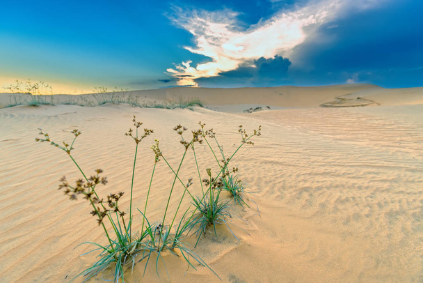 Захід сонця на піщаному пагорбі з життєвою силою трав'яних кущів тягнеться, щоб вижити в пустелі як диво життя в природному світі
. - Фото, зображення