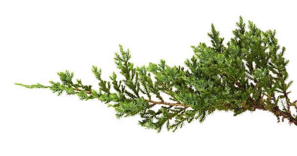 Juniperus horizontalis lehdet tai hiipivä kataja lehdet eristetty valkoisella pohjalla, jossa leikkausreitti - Valokuva, kuva