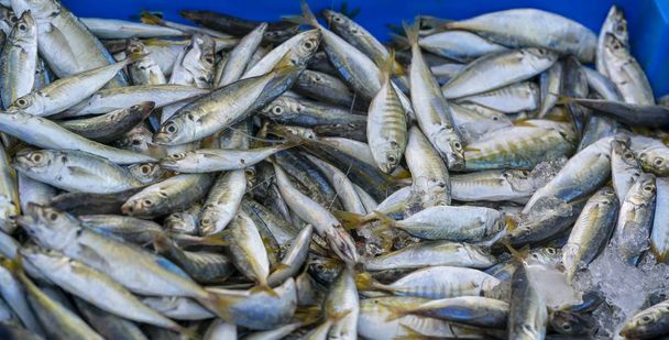 Желтый хвост скад, Decapterus maruadsi рыба, пойманная свежей после торговли на рыбных рынках. Эти виды рыб обитают в водах центрального и юго-восточного Вьетнама
 - Фото, изображение