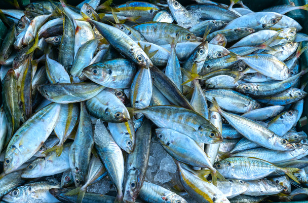 Желтый хвост скад, Decapterus maruadsi рыба, пойманная свежей после торговли на рыбных рынках. Эти виды рыб обитают в водах центрального и юго-восточного Вьетнама
 - Фото, изображение