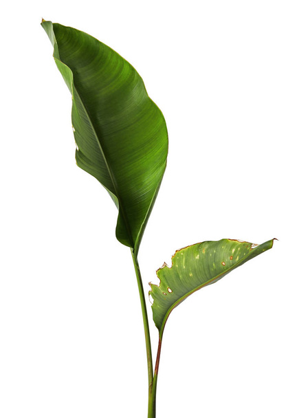 Strelitzia reginae, Heliconia, Bird of paradise listoví izolovaných na bílém pozadí, s ořezovou cestou - Fotografie, Obrázek