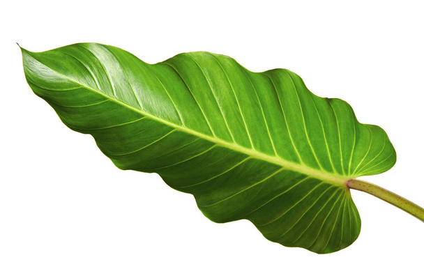 Philodendron leaf (Philodendron melinonii), Large green foliage isolated on white background, with clipping path - Photo, Image