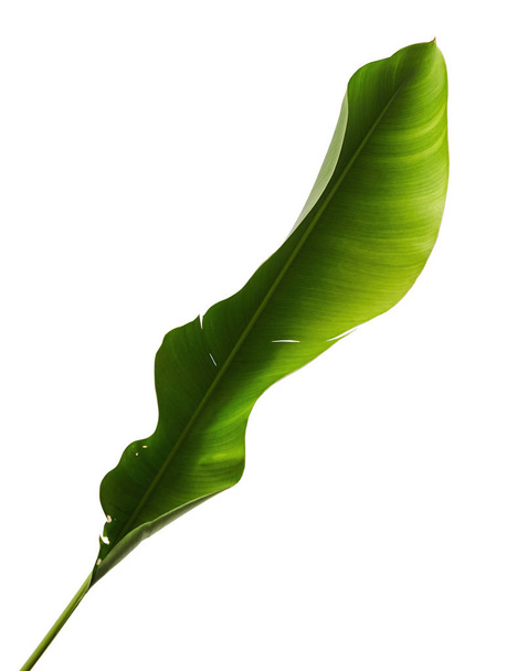 Strelitzia reginae, Heliconia, Bird of paradise listoví izolovaných na bílém pozadí, s ořezovou cestou - Fotografie, Obrázek