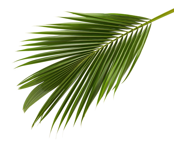 Kokosnoot bladeren of kokosnoot bladeren, Groene plam bladeren, Tropisch gebladerte geïsoleerd op witte achtergrond met clipping pad - Foto, afbeelding