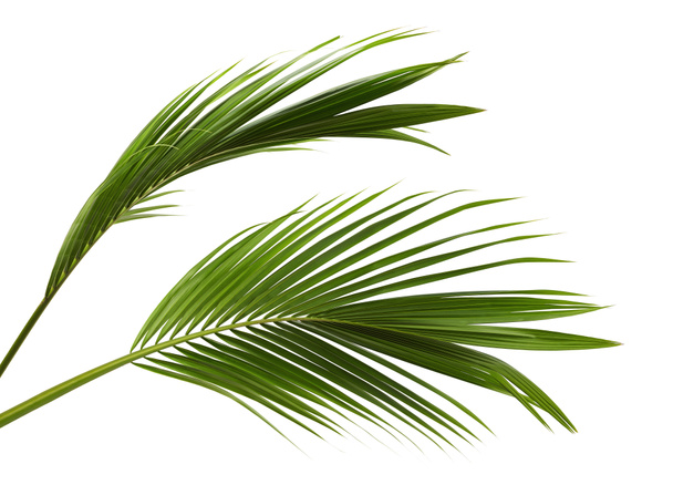 Кокосове листя або кокосові боби, зелене листя сливи, тропічне листя ізольоване на білому тлі з відсічним контуром
 - Фото, зображення