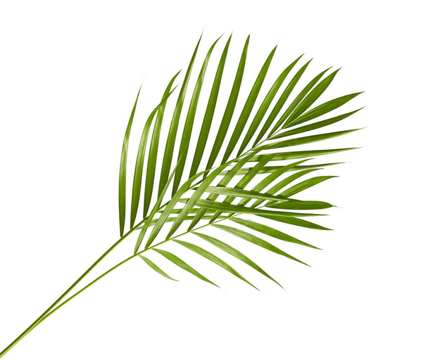 Hojas de palma amarilla (Dypsis lutescens) o palma de caña dorada, hojas de palma de Areca, follaje tropical aislado sobre fondo blanco con camino de recorte - Foto, imagen