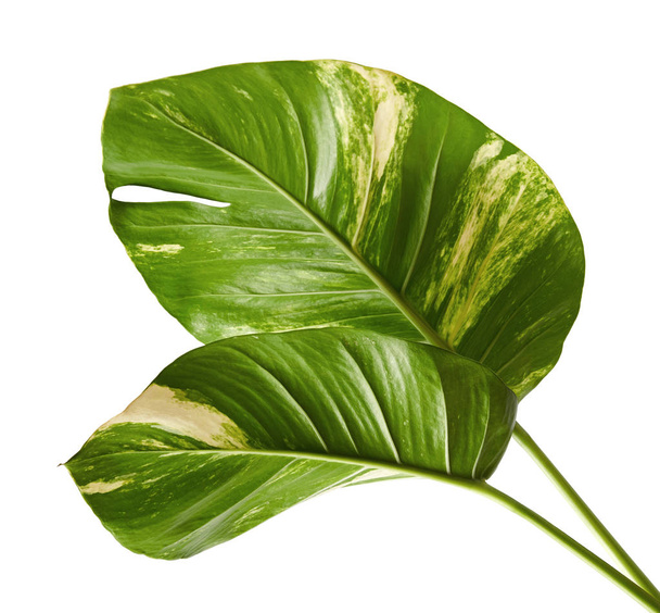 Devil's ivy, Golden pothos, Epipremnum aureum, Heart shaped leaves vine with large leaves isolated on white background, with clipping path - Фото, зображення