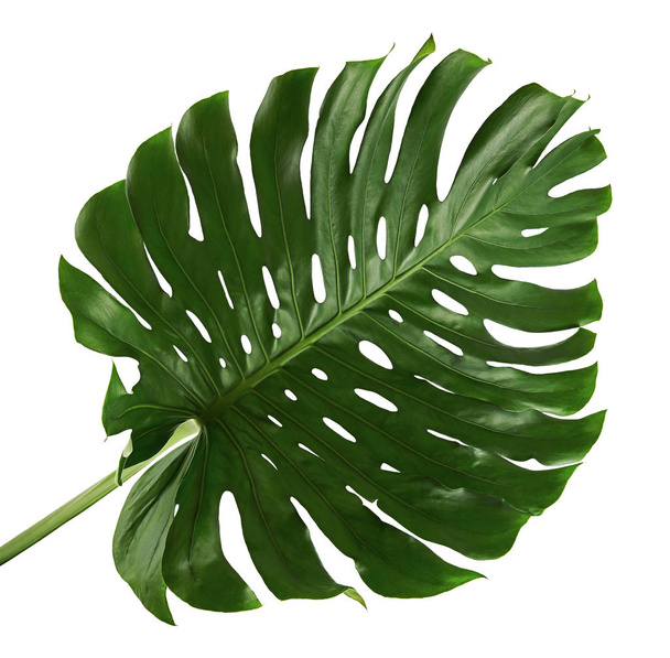 Monstera deliciosa blad of Zwitserse kaasplant, geïsoleerd op witte achtergrond, met knippad - Foto, afbeelding