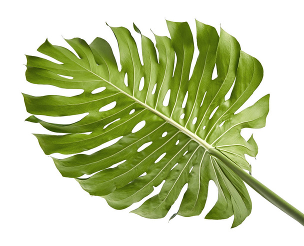 Monstera deliciosa blad of Zwitserse kaasplant, geïsoleerd op witte achtergrond, met knippad - Foto, afbeelding