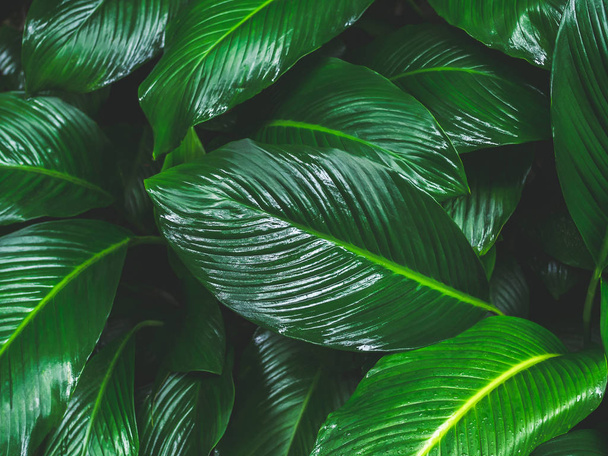 Green leaves pattern background. Tropical fresh green leaves after raining. - Foto, afbeelding