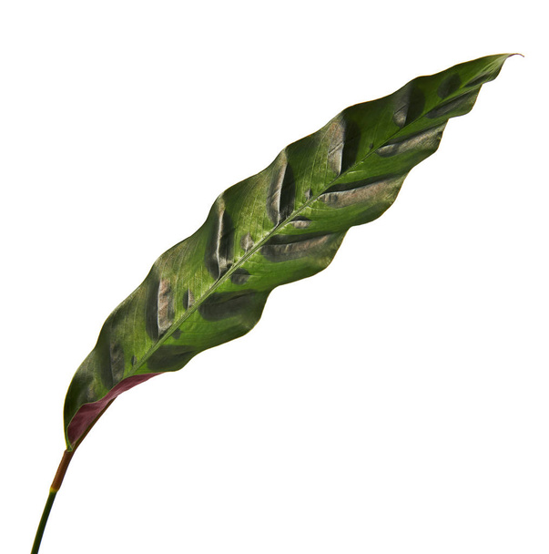 Calathea lancifolia of Calathea insignis gebladerte, (groene bladeren met zwarte decoratief stippen en onderkant van het blad is diep paars) Calathea blad, geïsoleerd op een witte achtergrond met uitknippad - Foto, afbeelding