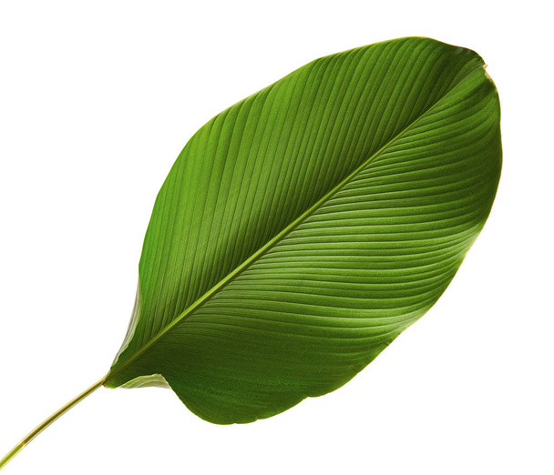Kalatea żółtych liści, (Kalatea cygara, cygara kubańskie), egzotyczne tropikalny liść, liść Kalatea, izolowana na białym tle ze ścieżką przycinającą - Zdjęcie, obraz