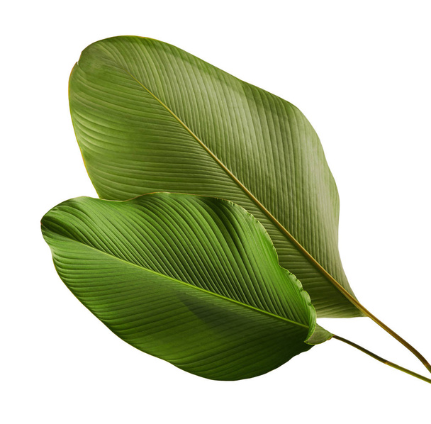 Calathea lutea gebladerte, (sigaar Calathea, Cubaanse sigaar), exotische tropische blad, Calathea blad, geïsoleerd op een witte achtergrond met uitknippad - Foto, afbeelding