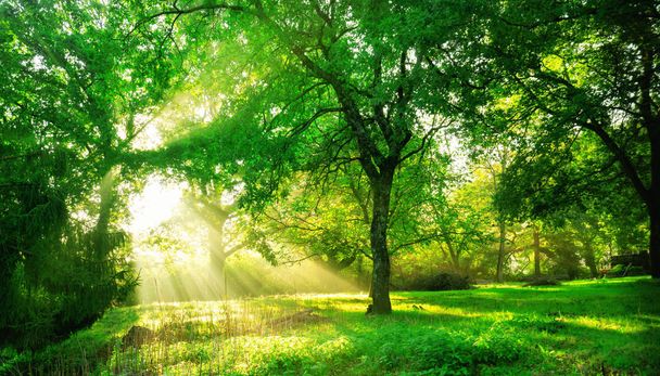 Green forest background with morning sunrise in spring season. Nature landscape. - Photo, Image