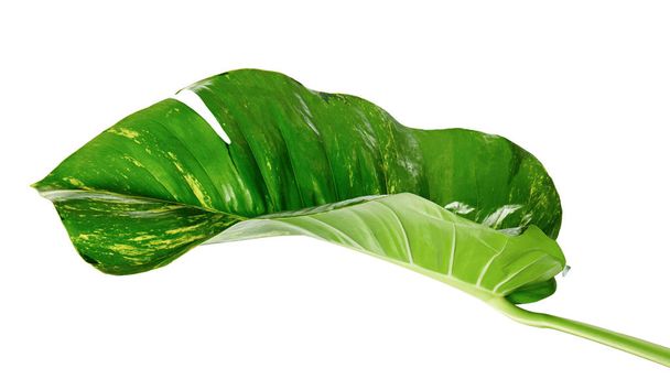 Devil's ivy, Golden pothos, Epipremnum aureum, Heart shaped leaves vine with large leaves isolated on white background, with clipping path - Photo, Image