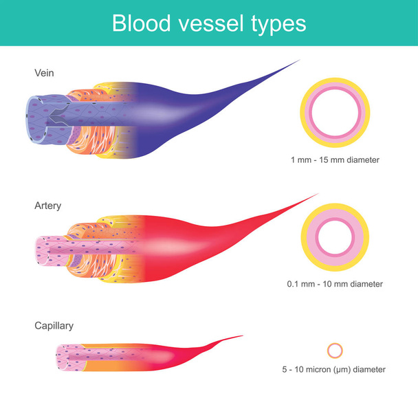 Naczyń krwionośnych w organizmie człowieka są odpowiedzialne za transport ciałko do narządów i w całym organizmie, te naczynia krwionośne mają różne rozmiary. - Wektor, obraz
