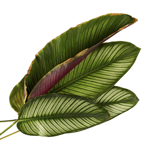 Calathea ornata (Pin-stripe Calathea), tropické listy rostlina listy izolované na bílém pozadí, s ořezovou cestou - Fotografie, Obrázek