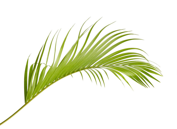 Yellow palm leaves (Dypsis lutescens) or Golden cane palm, Areca palm leaves, Tropical foliage isolated on white background with clipping path - Photo, Image