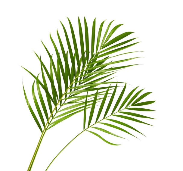Gele palmbladeren (Dypsis lutescens) of Gouden rietpalm, Areca palmbladeren, Tropisch blad geïsoleerd op witte achtergrond met knippad - Foto, afbeelding