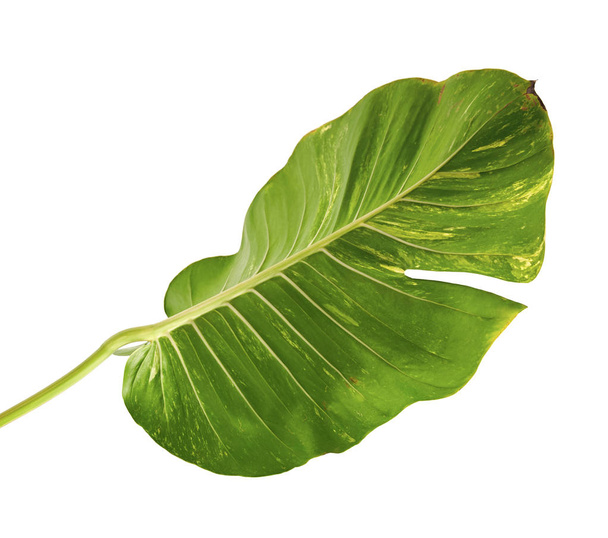 Devil's ivy, Golden pothos, Epipremnum aureum, Heart shaped leaves vine with large leaves isolated on white background, with clipping path - Photo, Image