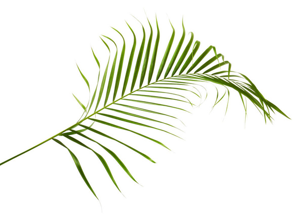 Feuilles de palmier jaune (Dypsis lutescens) ou palmier à canne dorée, feuilles de palmier Areca, feuillage tropical isolé sur fond blanc avec chemin de coupe - Photo, image