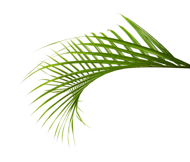 Feuilles de palmier jaune (Dypsis lutescens) ou palmier à canne dorée, feuilles de palmier Areca, feuillage tropical isolé sur fond blanc avec chemin de coupe - Photo, image