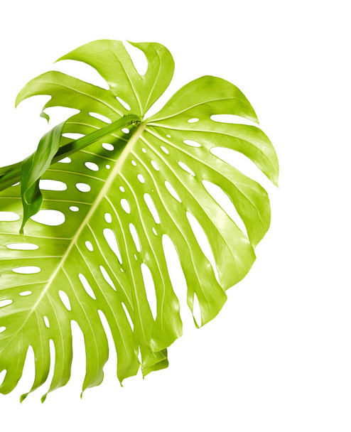Посадити Монстера deliciosa листя або Швейцарського сиру, Тропічна рослинність, ізольовані на білому тлі, із відсічним контуром - Фото, зображення