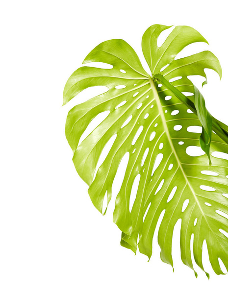 Monstera deliciosa leaf or Swiss cheese plant, Tropical foliage isolated on white background, with clipping path - Photo, Image