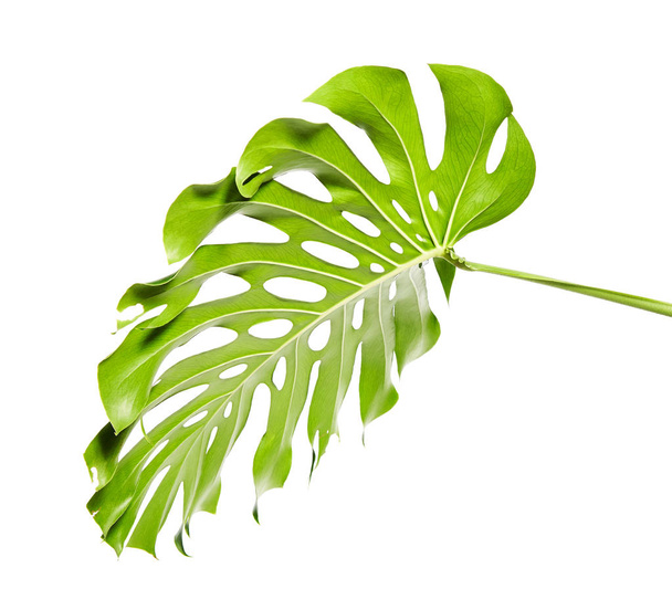 Μονστέρα σε φύλλα ή του ελβετικού τυριού φυτό, τροπικό φύλλωμα που απομονώνονται σε λευκό φόντο, με διαδρομή αποκοπής - Φωτογραφία, εικόνα