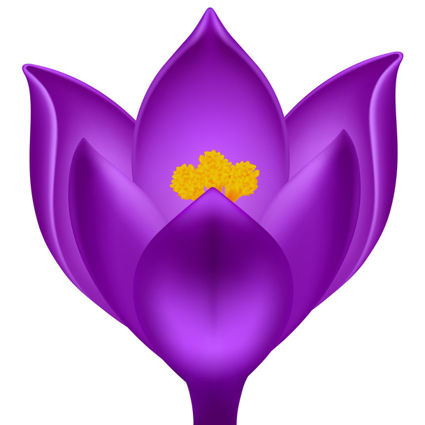 ベクトル紫のクロッカス - ベクター画像