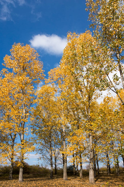Autumn scene with trees and yellow colored leaves on blue sky background - Foto, Imagem