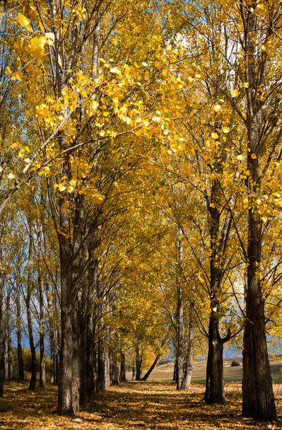 Autumn scene with trees and yellow colored leaves - Foto, Imagem