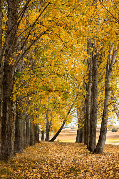 Herbstszene mit Bäumen und gelben Blättern - Foto, Bild