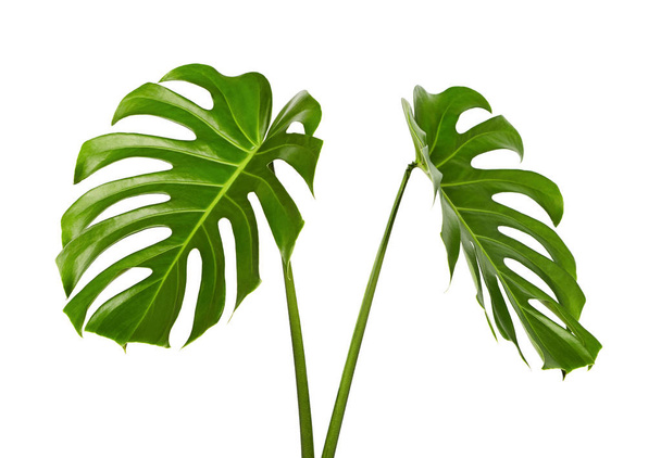 Monstera deliciosa лист или швейцарский сыр растение, тропические листья изолированы на белом фоне, с вырезкой пути
 - Фото, изображение