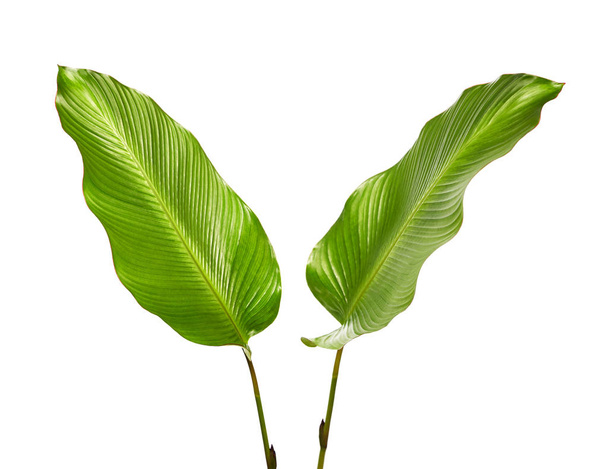 Calathea lombozat, egzotikus trópusi levél, nagy zöld levél, elszigetelt fehér alapon nyírás útvonal - Fotó, kép