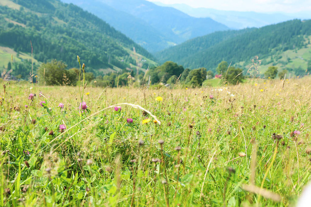 Field with meadow flowers on bright sunny day - Fotoğraf, Görsel