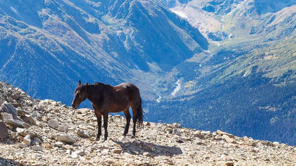viaje a la región del Cáucaso Norte - caballo en el borde de un acantilado en el monte Moussa-Achitara en el complejo Dombay en la Reserva Natural de Teberda en la región de Karachay-Cherkessia de Rusia en septiembre
 - Foto, Imagen