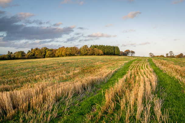 Um campo de trigo fresco cortado na Irlanda no Outono
 - Foto, Imagem