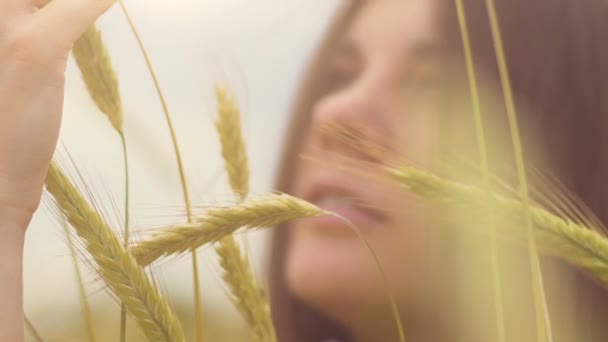 Woman hand caresses wheat crops, divine sun light, beautiful brunette touches - Footage, Video