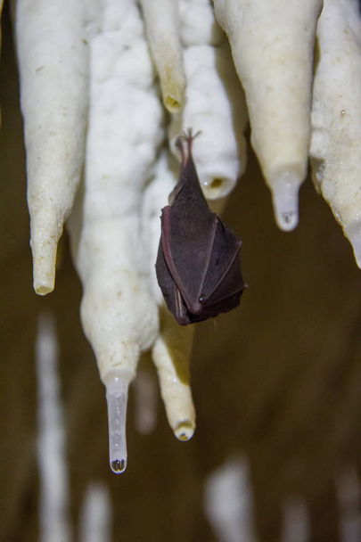 Μικρές νυχτερίδα στο σπήλαιο - Φωτογραφία, εικόνα