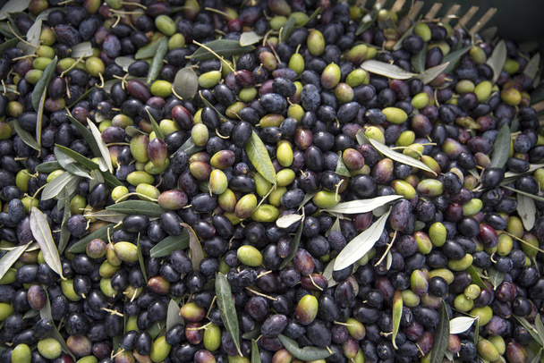close-up of freshly picked olives - Photo, Image