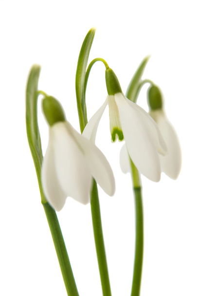 λουλούδια λευκόιο απομονωθεί - Φωτογραφία, εικόνα