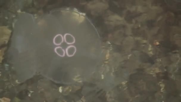 Poisson gelée flottant dans de l'eau de mer cristalline
 - Séquence, vidéo
