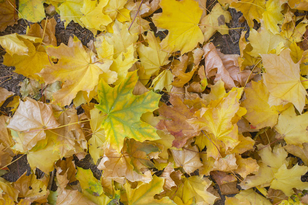 Campo de hojas de arce. Alfombra de otoño. Árboles tirados del follaje
. - Foto, imagen