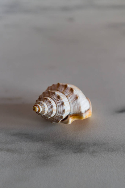 guscio a spirale vuoto bianco su un piatto di marmo primo piano
 - Foto, immagini