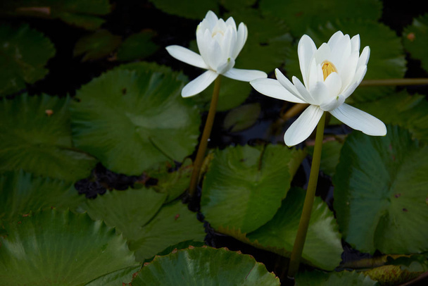 Two beautiful lotus flowers in the pond - Photo, Image