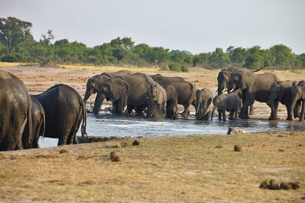 elefante, Loxodonta africana, presso il laghetto Nyamandlovo nel Parco nazionale di Hwange, Zimbabwe
 - Foto, immagini