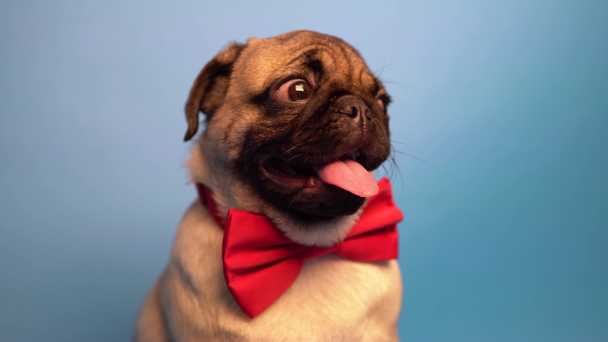 Pug puppy isolated on blue background. Happy dog concept - Footage, Video