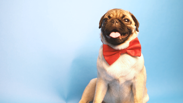 Pug puppy isolated on blue background. Happy dog concept - Footage, Video