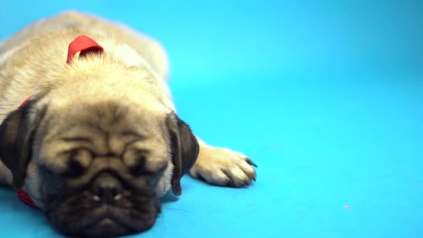 Funny pug puppy on blue background. The pug is resting. Happy dog concept - Footage, Video